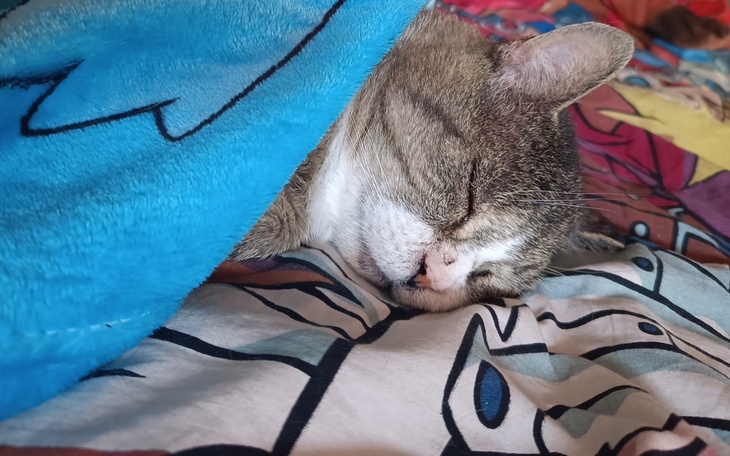 Kot śpiący pod niebieskim kocem na kolorowej pościeli.