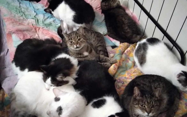 Zbiórka Kotełki bez jedzenia - zdjęcie główne