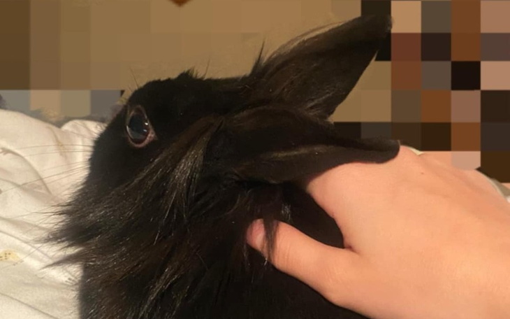 Zbiórka Na ważne badania królika - zdjęcie główne