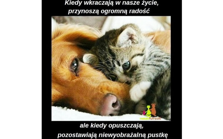 Zbiórka Na pożyczone chore zwierząta - zdjęcie główne