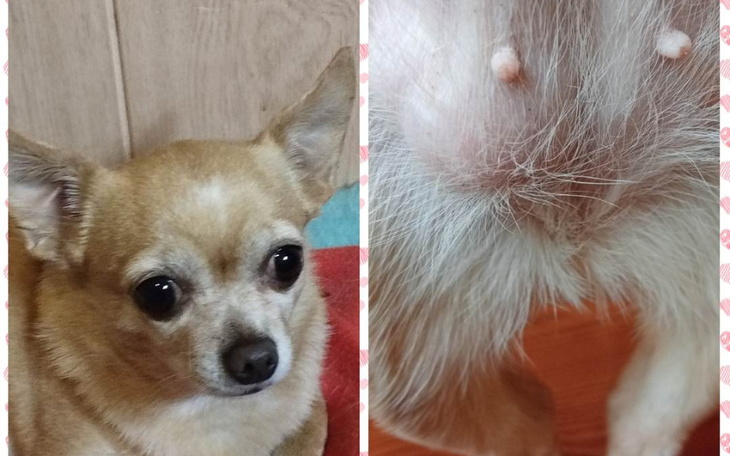 Zbiórka Na operację dla Tusi - zdjęcie główne