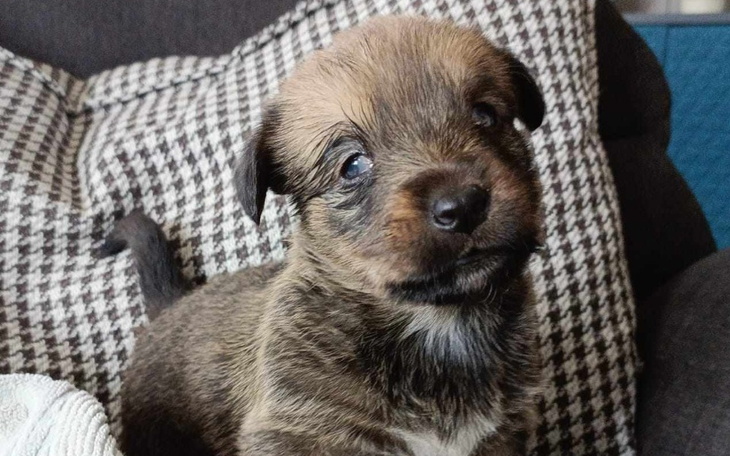 Zbiórka Ratujemy oczka malutkiej Gratki - zdjęcie główne