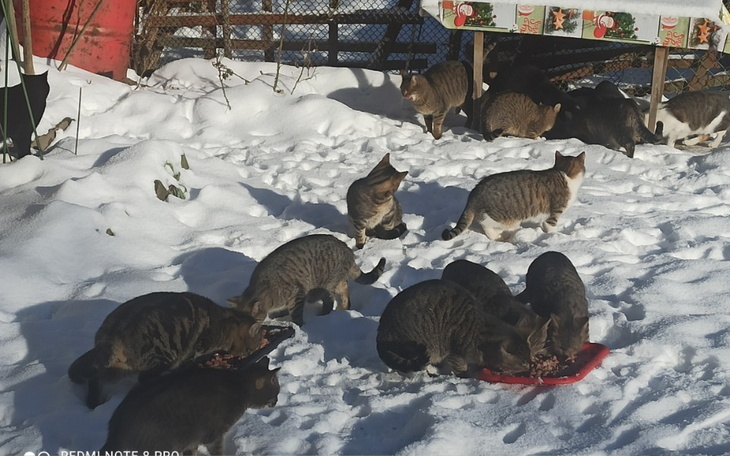 Grupa kotów bawiących się i jedzących na śniegu.