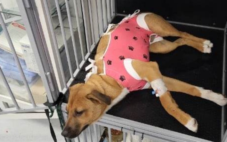 Zbiórka Plutuś - zdjęcie główne