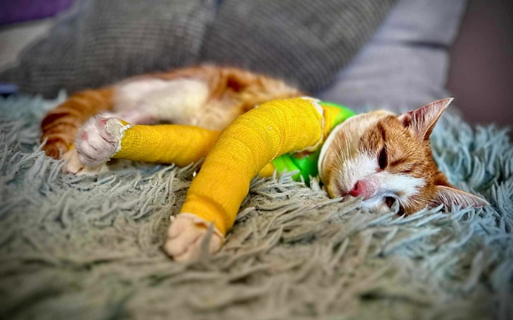 Kot leżący na kanapie z opatrunkiem na łapie.