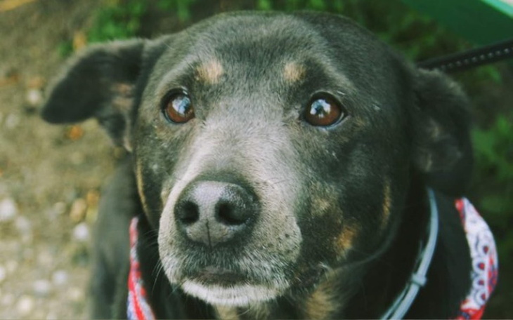 Zbiórka Romka życie z chorobą - zdjęcie główne