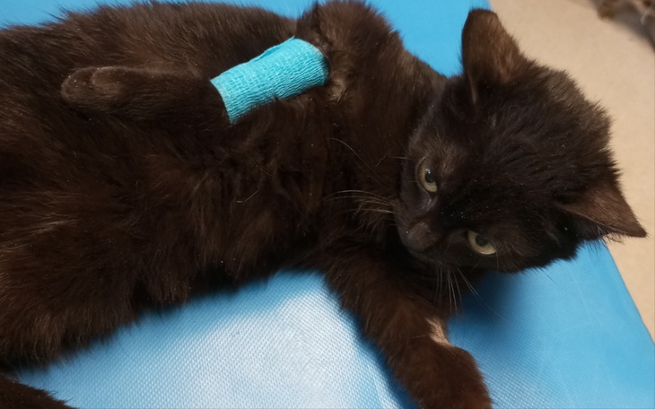 Kot z opatrunkiem na łapie, leżący na stole w klinice.