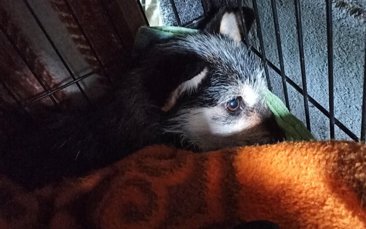 Zbiórka Przerażona sunia prosi o pomoc - zdjęcie główne