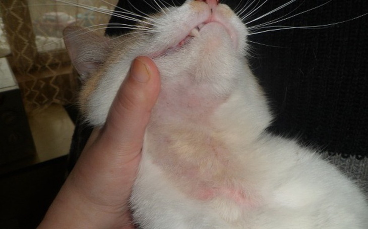 Zbiórka Leczenie  i kastracja kotów - zdjęcie główne