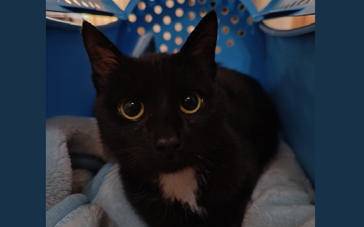 Zbiórka Walczymy o Syriusza - zdjęcie główne