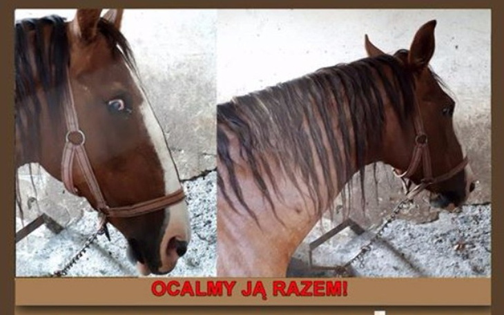 Zbiórka Razem możemy ocalić życie Irminy - zdjęcie główne