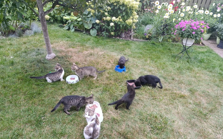 Zbiórka Na koty dzialkowe - zdjęcie główne