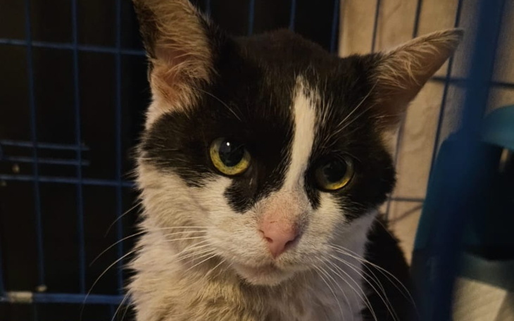 Kot z wyrazistymi oczami, patrzący w obiektyw.