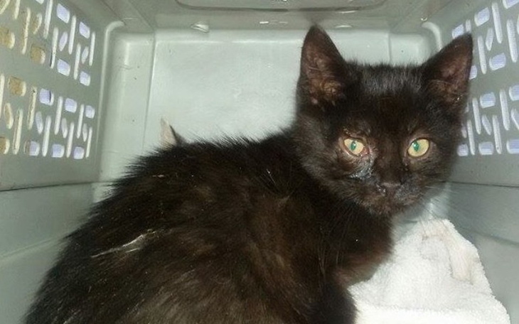 Zbiórka Małe kotki walczą z choroba... - zdjęcie główne