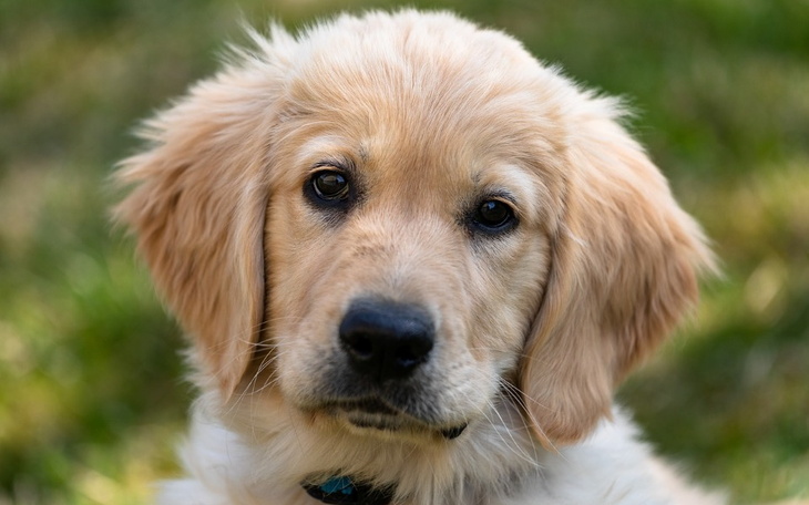 Zbiórka Na psa Golden retriever. - zdjęcie główne