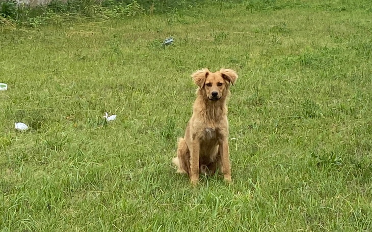 Pies siedzący na łące, patrzący w dal.