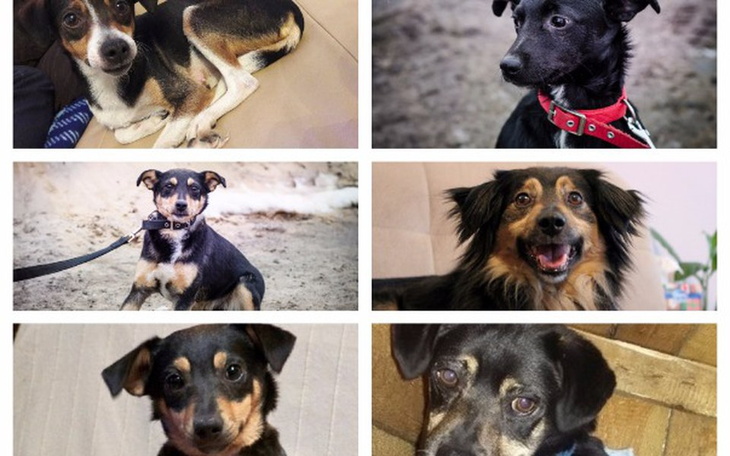 Zbiórka Psy z chatki - zdjęcie główne