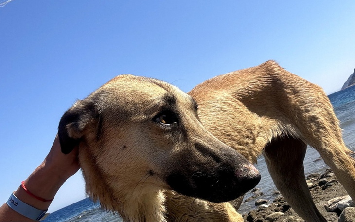 Zbiórka Adopcja Saby z Egiptu - zdjęcie główne