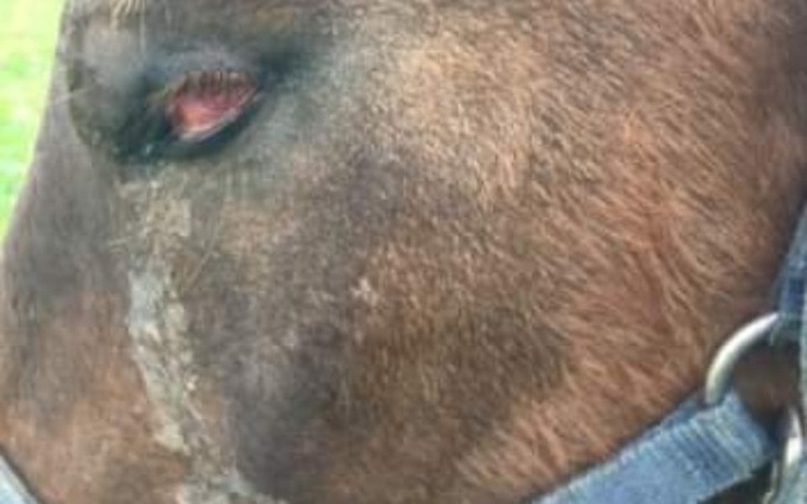 Zbiórka Kasztanek potrzebuje nadal Was - zdjęcie główne