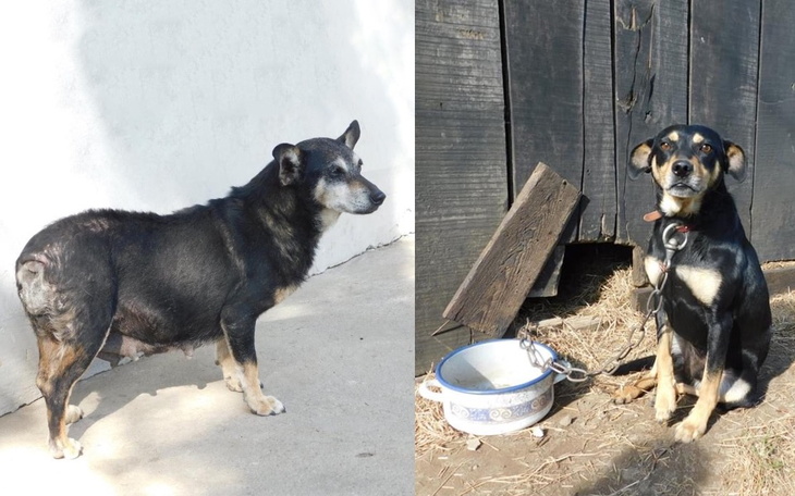 Zbiórka Kodi, Chrupka odebrane z niedoli - zdjęcie główne