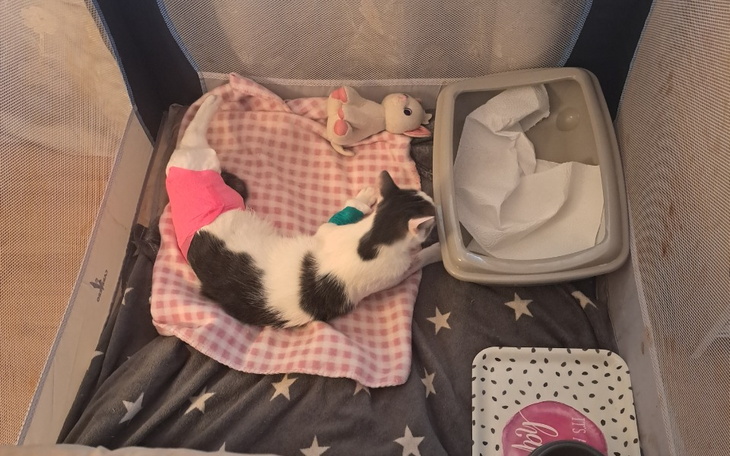 Zbiórka Na ratowanie łapki Simby - zdjęcie główne