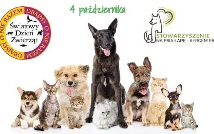 Zbiórka Światowy dzień zwierząt - zdjęcie główne