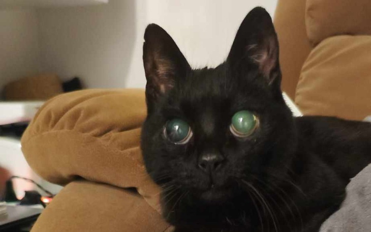 Zbiórka Leczenie znajdki Mirki - zdjęcie główne