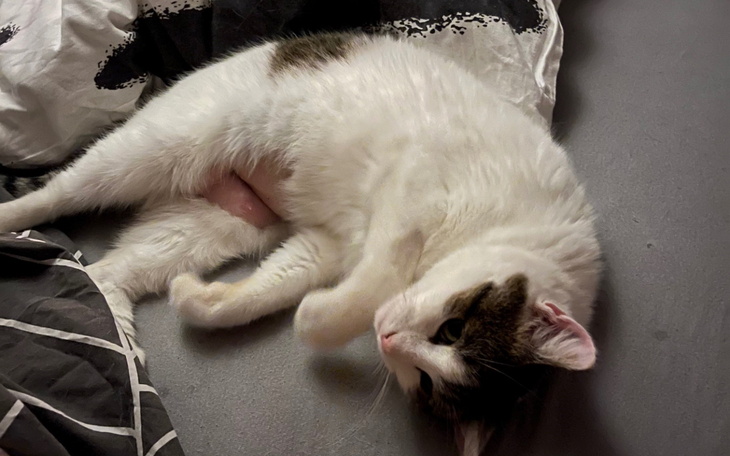 Kot leży na łóżku, wylegując się w wygodnej pozycji.