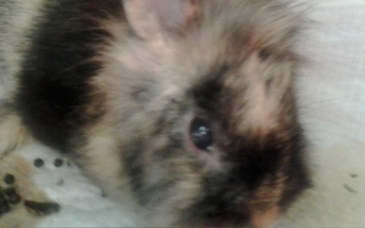 Zbiórka Trusia Królik z urazem oka - zdjęcie główne