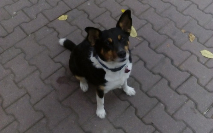 Zbiórka Leczenie przyjaciela rodziny. - zdjęcie główne