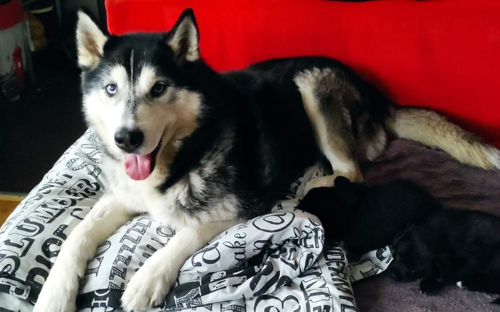 Zbiórka Na leczenie Areska - zdjęcie główne