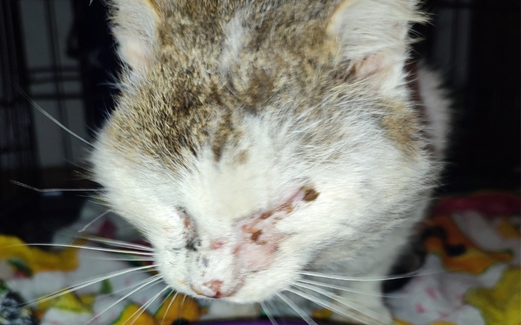 Kot z raną na pyszczku, wymagający opieki weterynaryjnej.