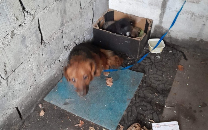 Zbiórka RATUJEMY kolejne skrzywdzone psy - zdjęcie główne