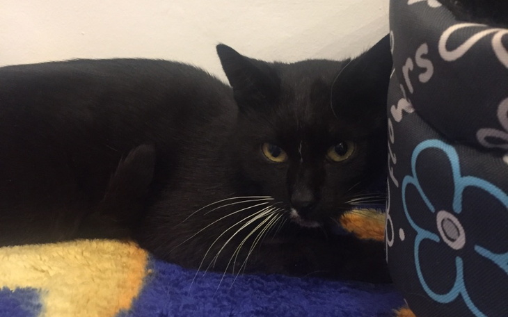 Zbiórka Pomoc na leczenie Pantery - zdjęcie główne