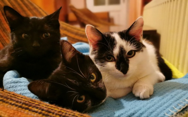 Zbiórka Koty z działek - zdjęcie główne