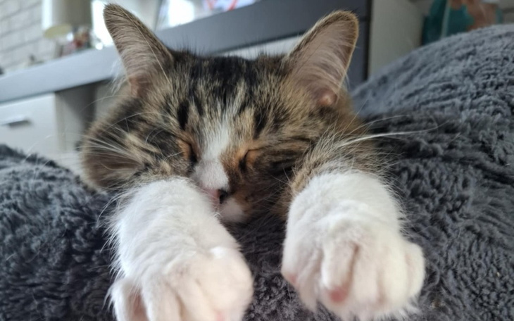 Kot śpiący na miękkim kocu, z wyciągniętymi łapkami.