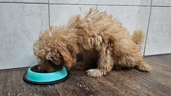 Zbiórka Pomóż nam ratować. Sami nie proszą o pomoc ! - miniaturka zdjęcia