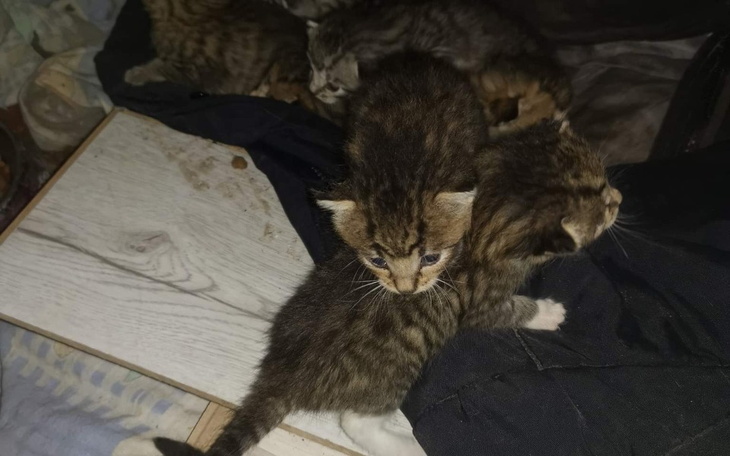 Zbiórka Sterylizacja, odrobaczenie - zdjęcie główne