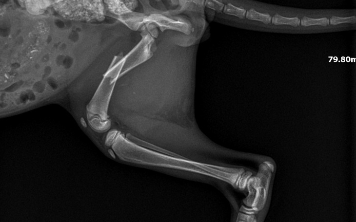 Zbiórka Pomoc dla porzuconego Kocurka - zdjęcie główne