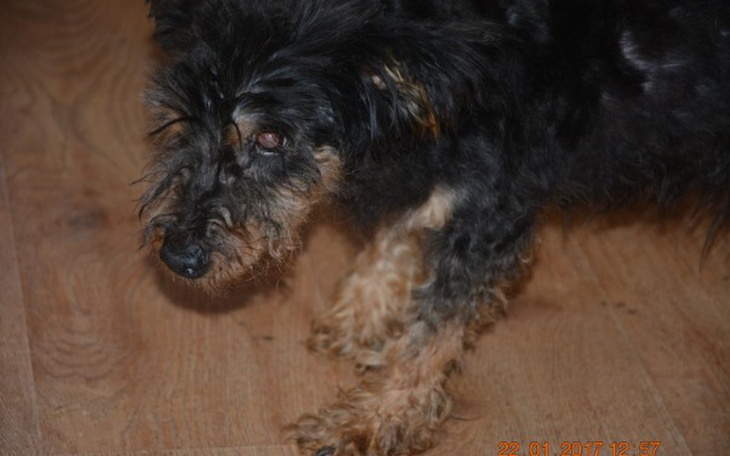 Zbiórka DLA KAJTUSIA  starowinki - zdjęcie główne