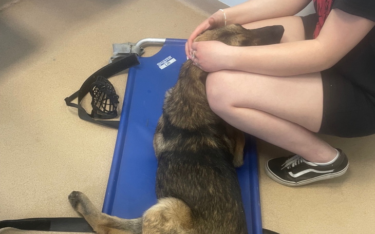 Osoba głaszcząca psa leżącego na stole weterynaryjnym.