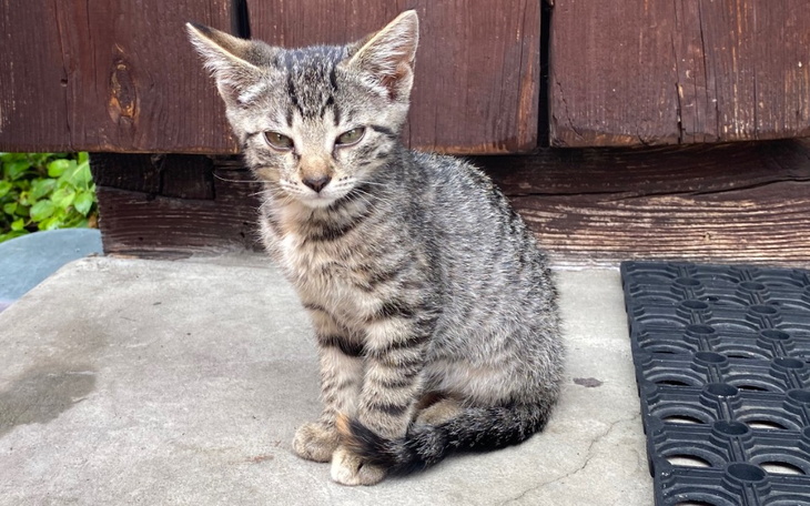 Zbiórka Sterylizacje i kastracje - zdjęcie główne