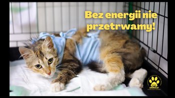 Zbiórka Bez energii nie przetrwamy - miniaturka zdjęcia