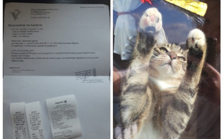 Zbiórka Na leczenie Pumby - zdjęcie główne