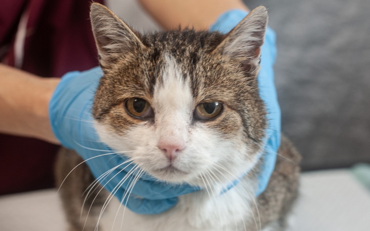 Weterynarz trzymający kota w rękawiczkach, z bliskim ujęciem twarzy.