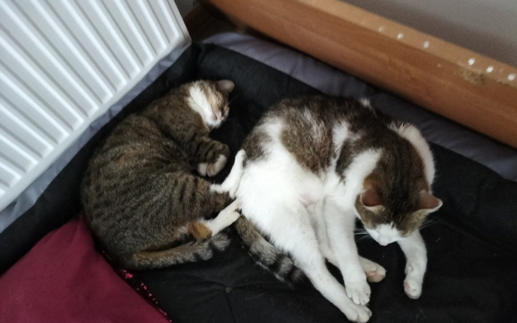 Zbiórka Karma i leki koty - zdjęcie główne