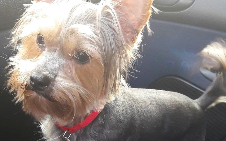 Zbiórka Kubuś potrzebuje pomocy2 - zdjęcie główne