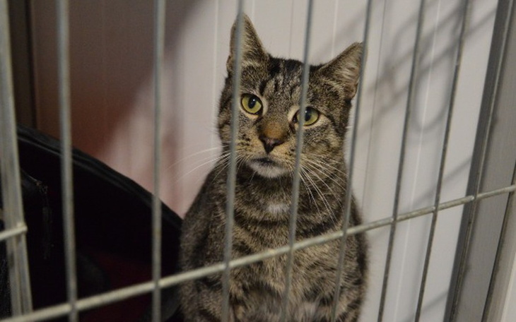 Zbiórka Ratujmy koty z Wrocławia - zdjęcie główne