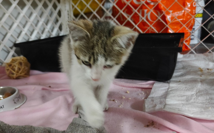 Zbiórka Pomoc dla bezpańskich kotków - zdjęcie główne