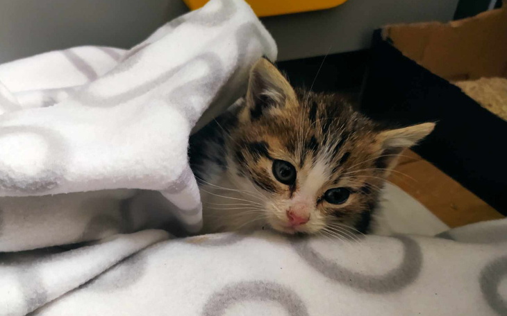 Zbiórka Na pomoc Kropkowi - zdjęcie główne